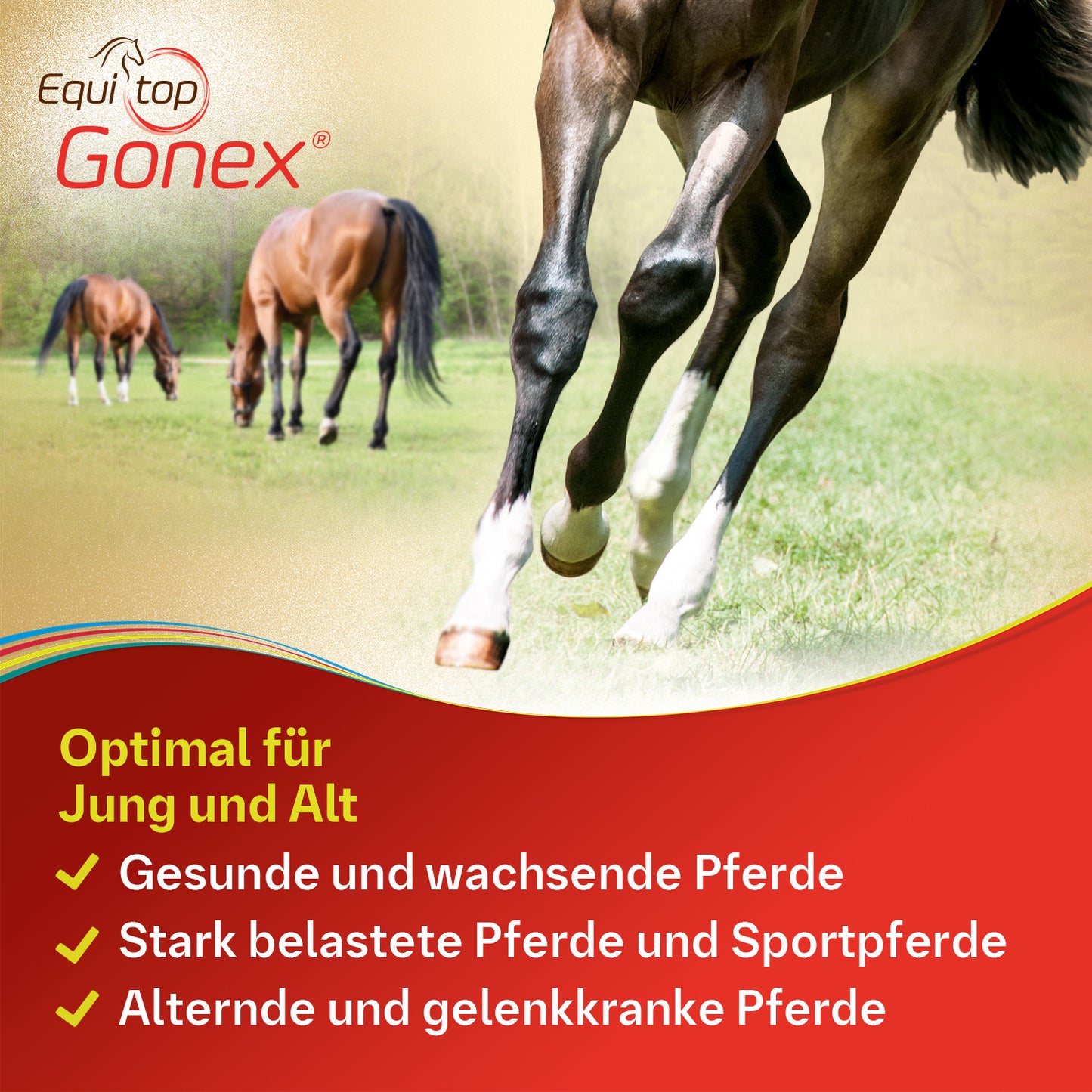 Equitop Gonex® für Pferde