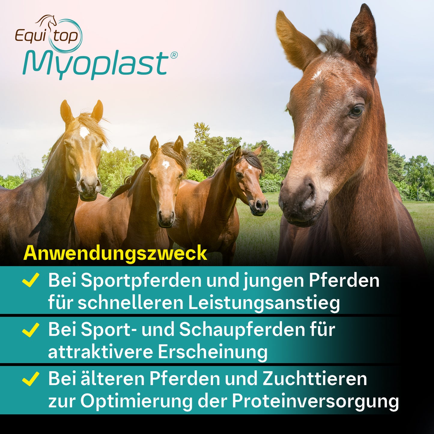 Equitop Myoplast® für Pferde